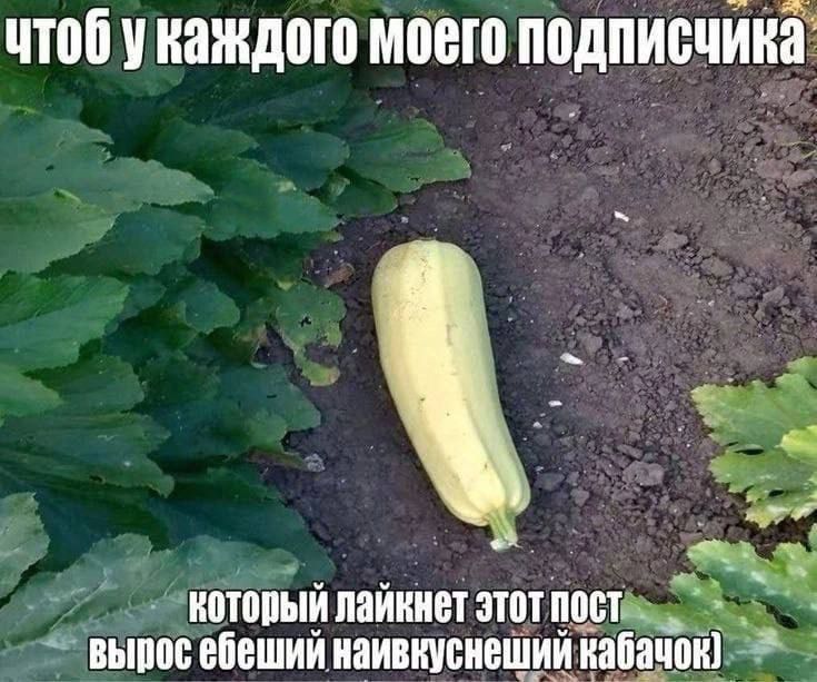 чтоб у каждого моего подписчика
который лайкнет этот пост
вырастет ебеший наивкуснейший кабачок)
