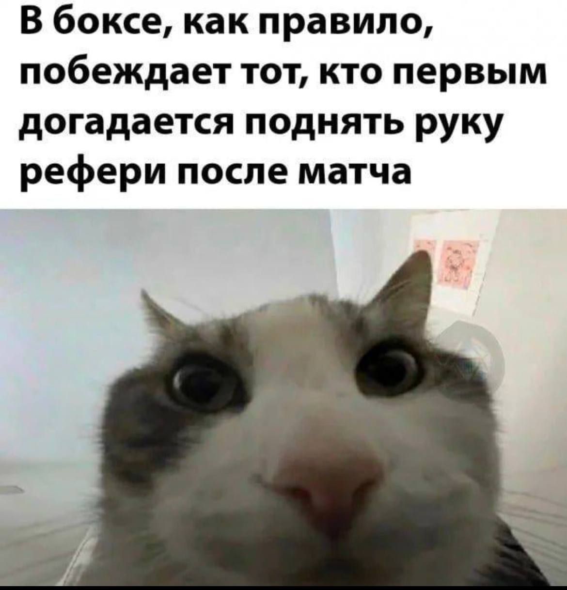 В боксе, как правило, побеждает тот, кто первым догадается поднять руку рефери после матча