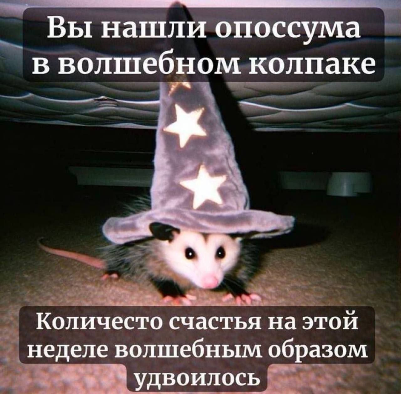 Вы нашли опоссума в волшебном колпаке
Количество счастья на этой неделе волшебным образом увеличилось