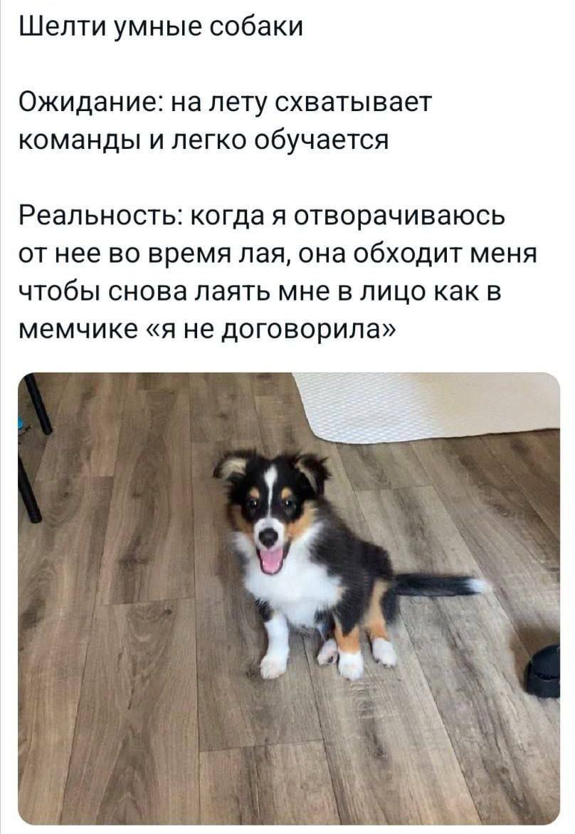 Шелти умные собаки
Ожидание: на лету схватывает команды и легко обучается
Реальность: когда я отворачиваюсь от нее во время лая, она обходит меня чтобы снова лаять мне в лицо как в мемчике «я не договорила»