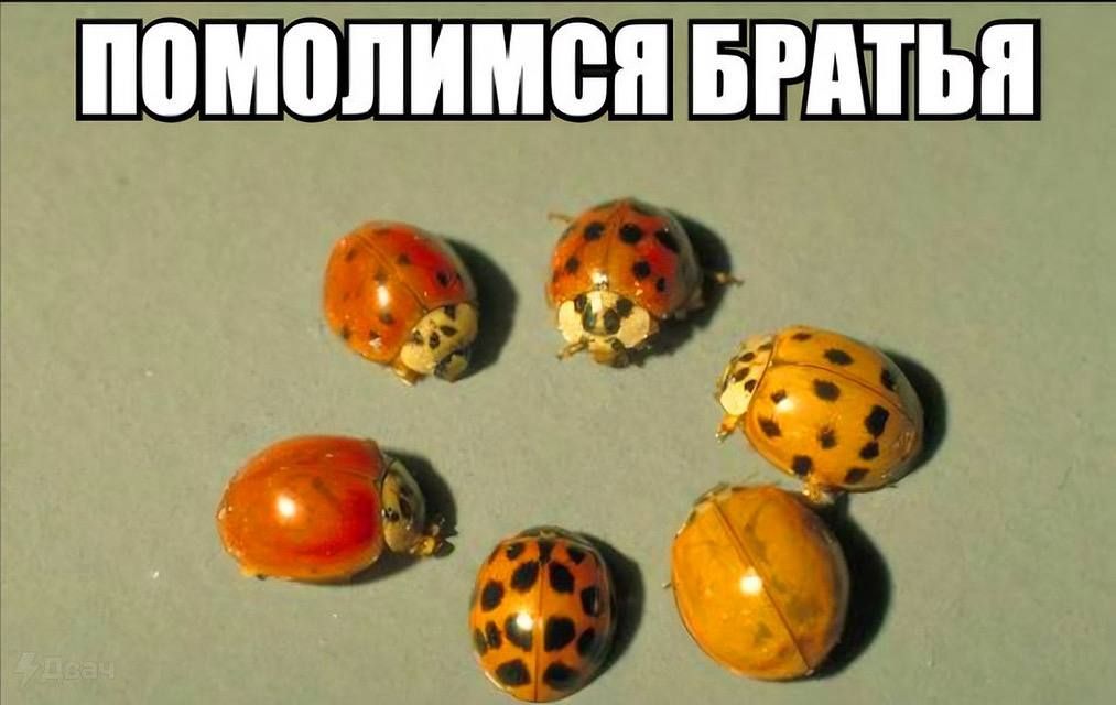ПОМОЛИМСЯ БРАТЬЯ