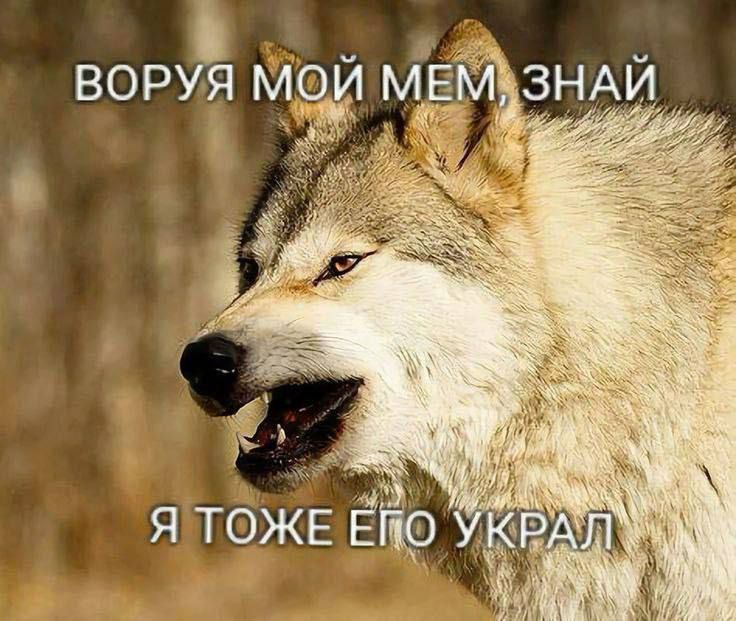 ВОРУЯ МОЙ МЕМ, ЗНАЙ Я ТОЛЬКО ЕГО УКРАЛ