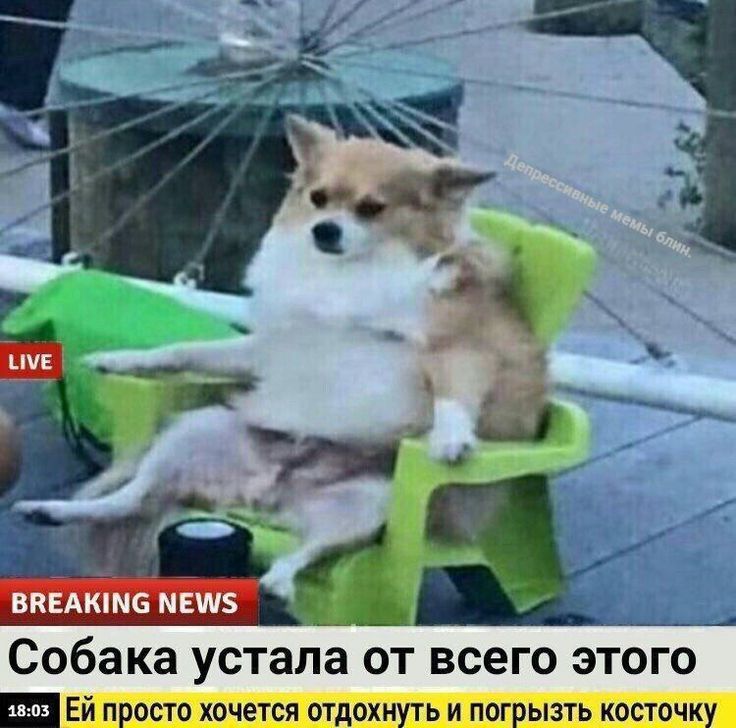 Собака устала от всего этого. Ей просто хочется отдохнуть и погрызть косточку.