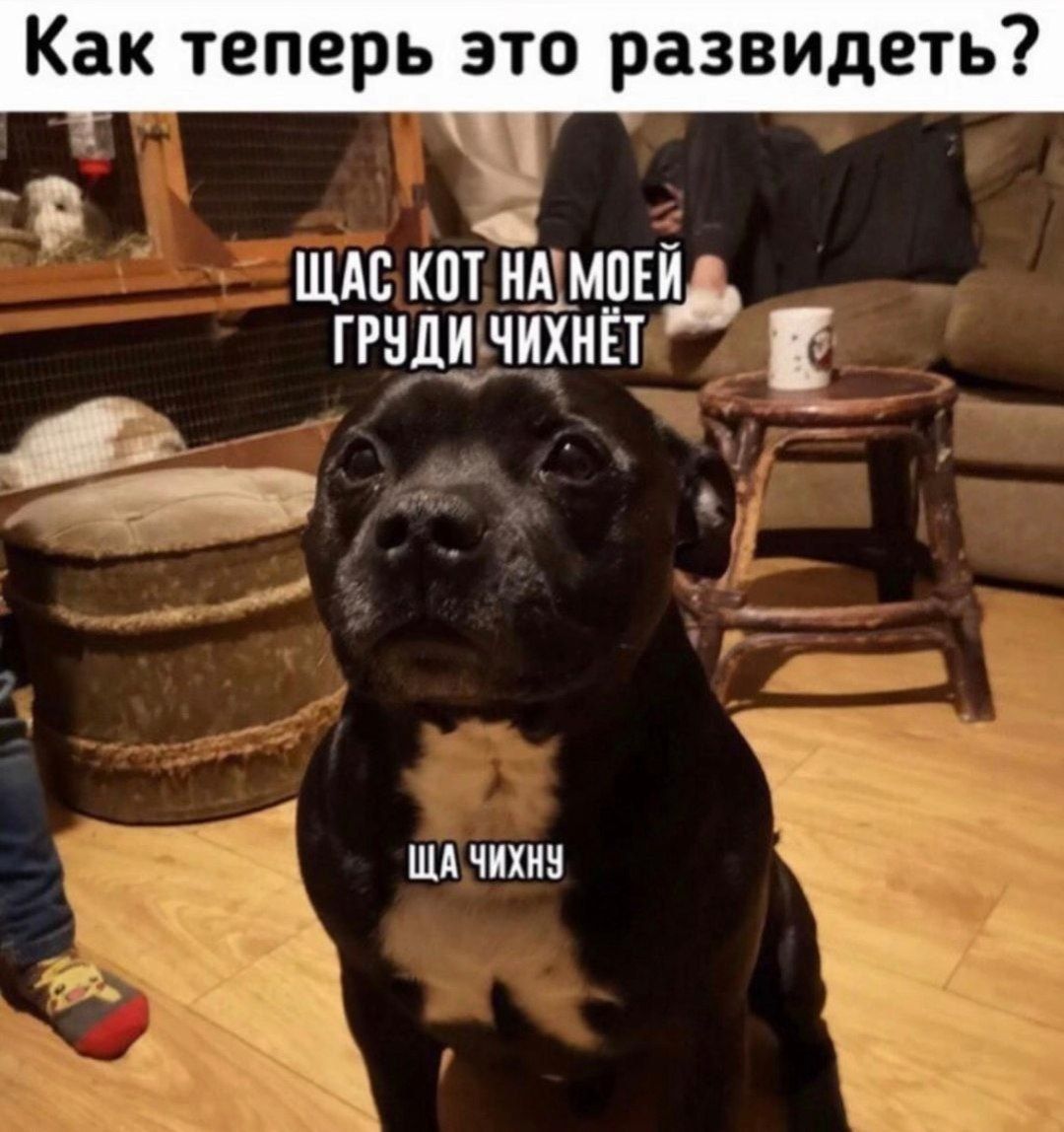 Как теперь это развидеть?
Щас кот на моей груди чихнёт
Ща чихну