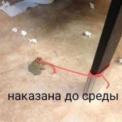наказана до среды