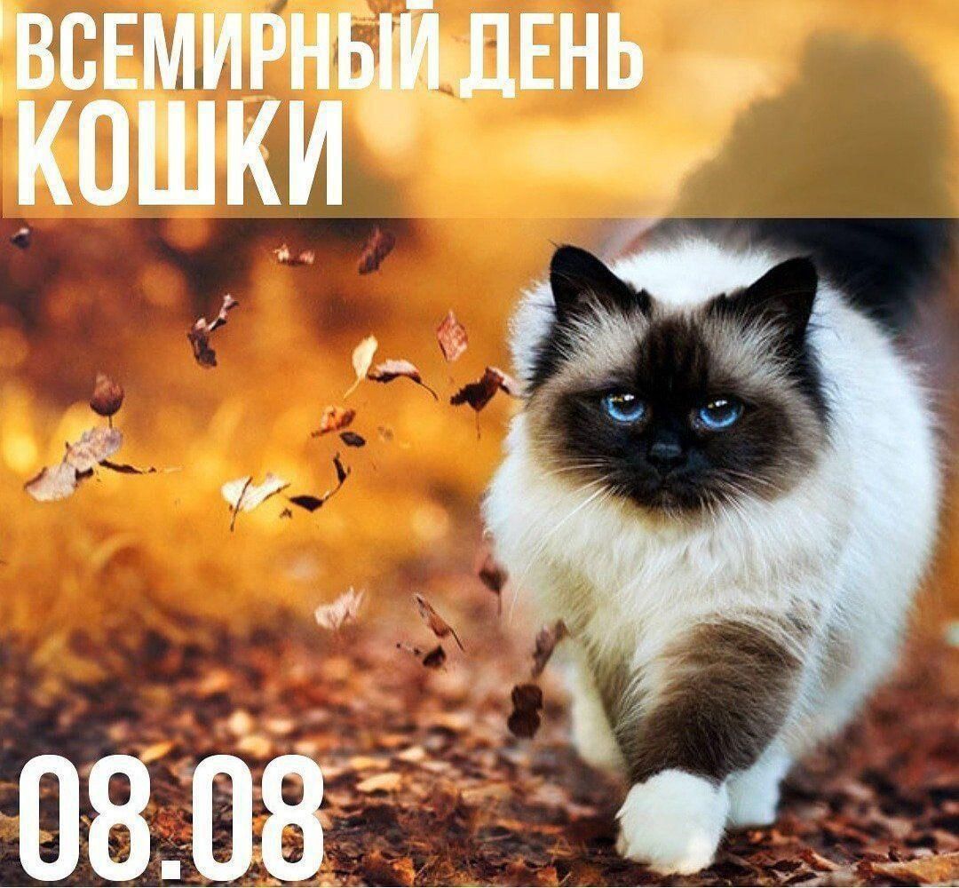 ВСЕМИРНЫЙ ДЕНЬ КОШКИ 08.08