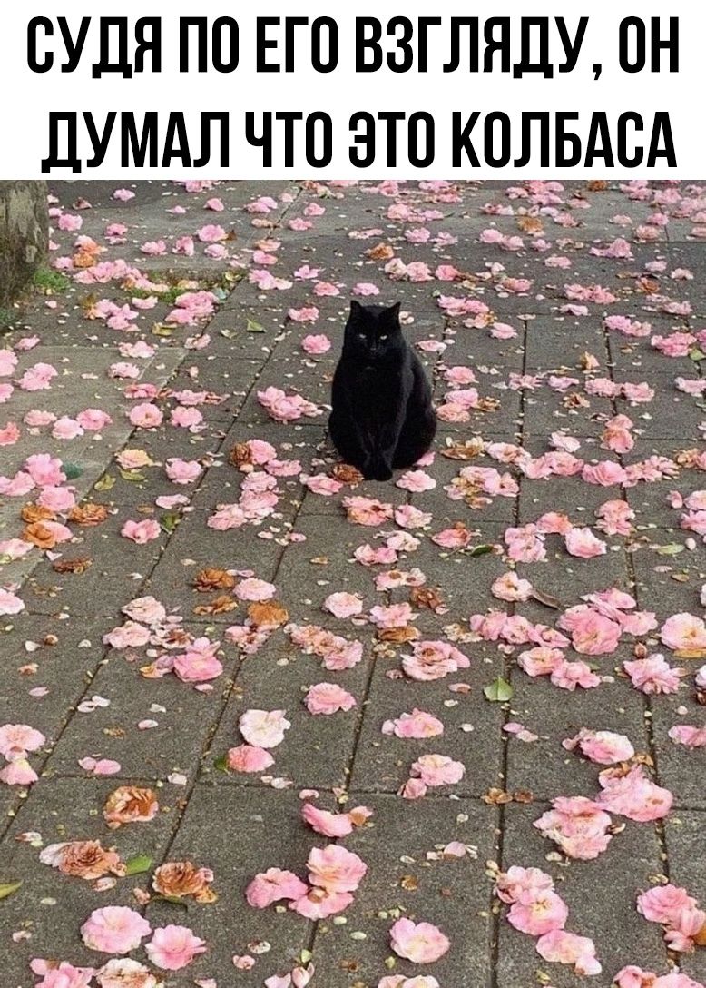 СУДЯ ПО ЕГО ВЗГЛЯДУ, ОН ДУМАЛ ЧТО ЭТО КОЛБАСА
