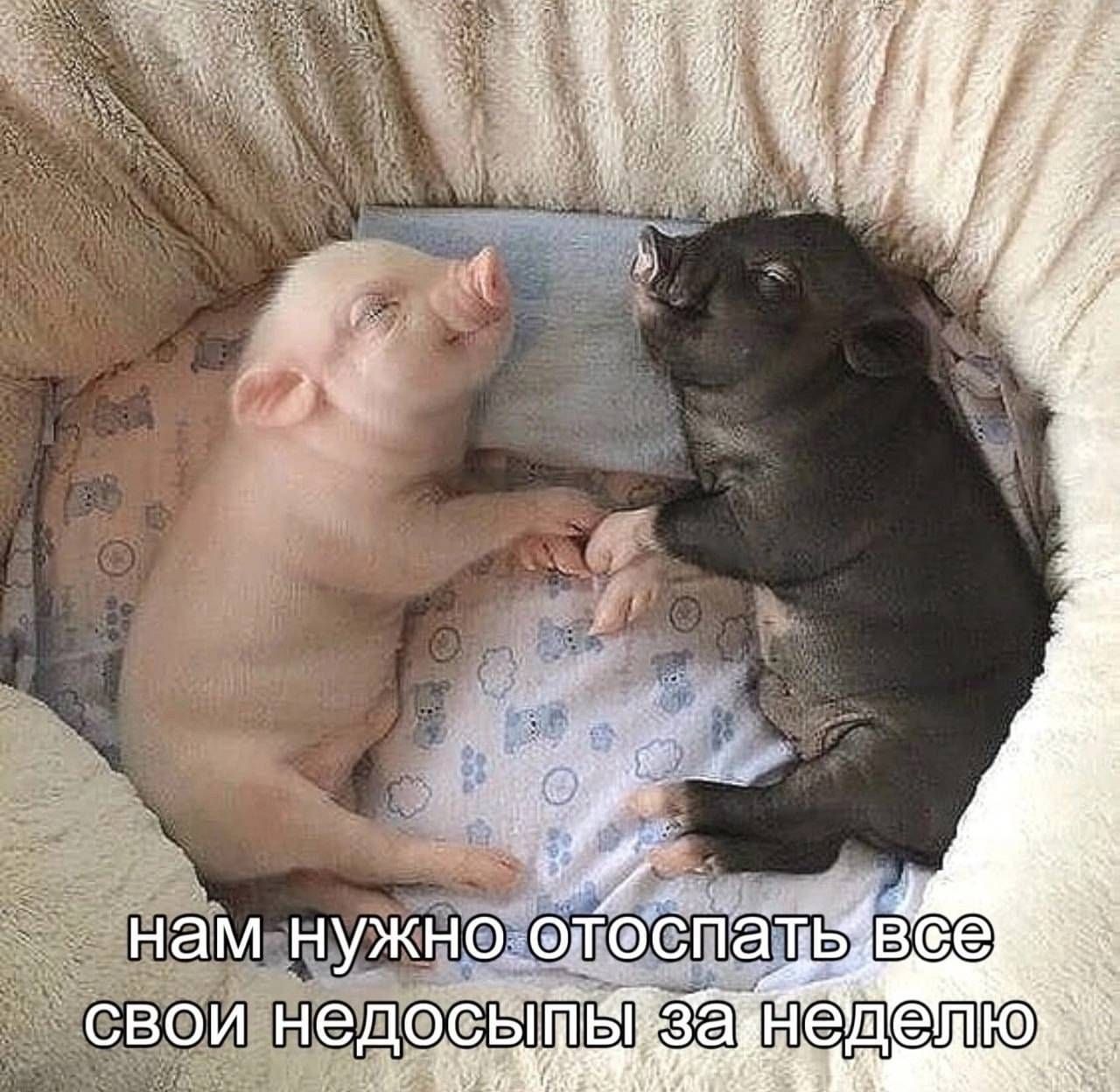 нам нужно отоспать все свои недосыпы за неделю