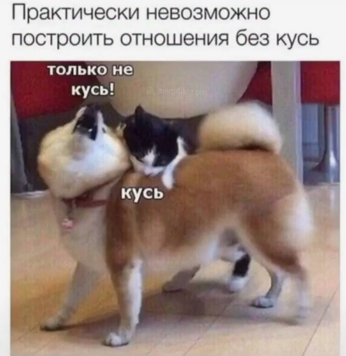 Практически невозможно построить отношения без кусь только не кусь! кусь