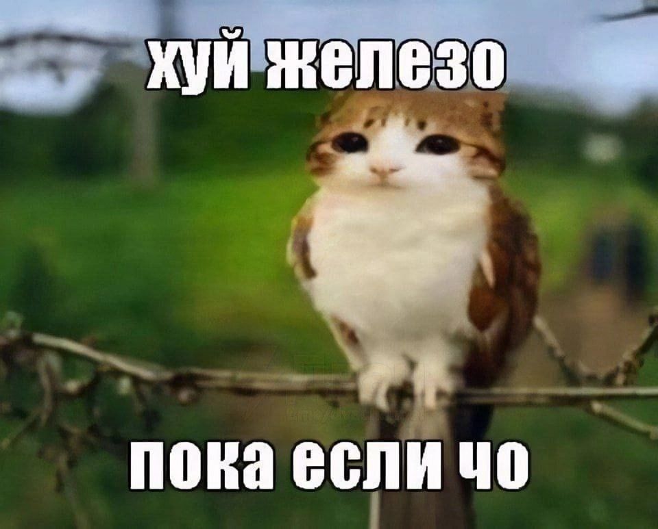 хуй железо пока если чо