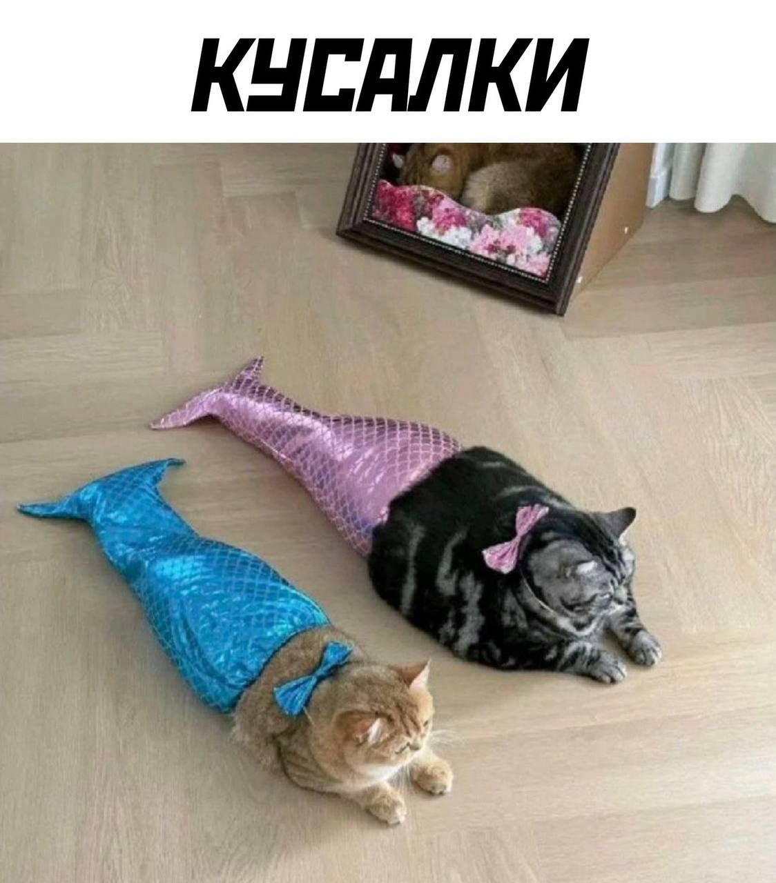 КУСАЛКИ