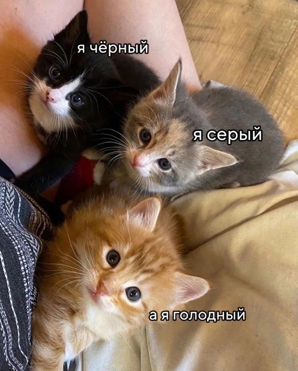 я чёрный
я серый
а я голодный