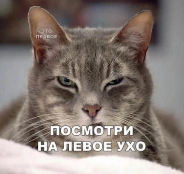 Посмотри на левое ухо