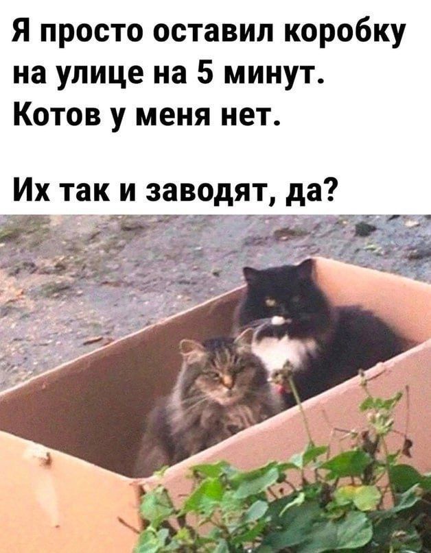 Я просто оставил коробку на улице на 5 минут. Котов у меня нет. Их так и заводят, да?