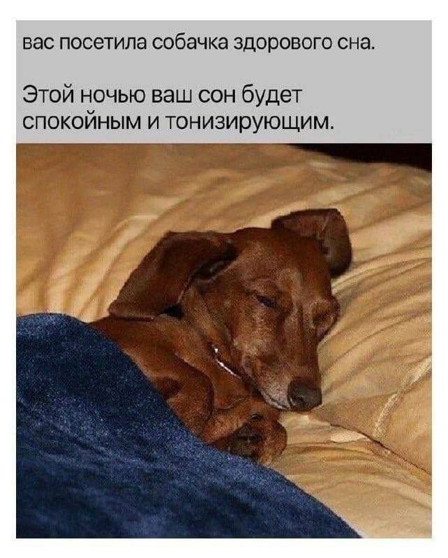 вас посетила собачка здорового сна.
Этой ночью ваш сон будет спокойным и тонизирующим.