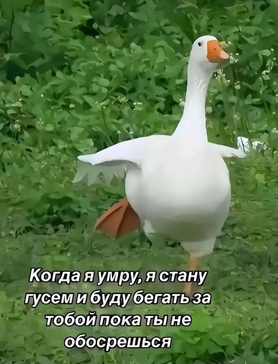 Когда я умру, я стану гусем и буду бегать за тобой пока ты не обосрешься