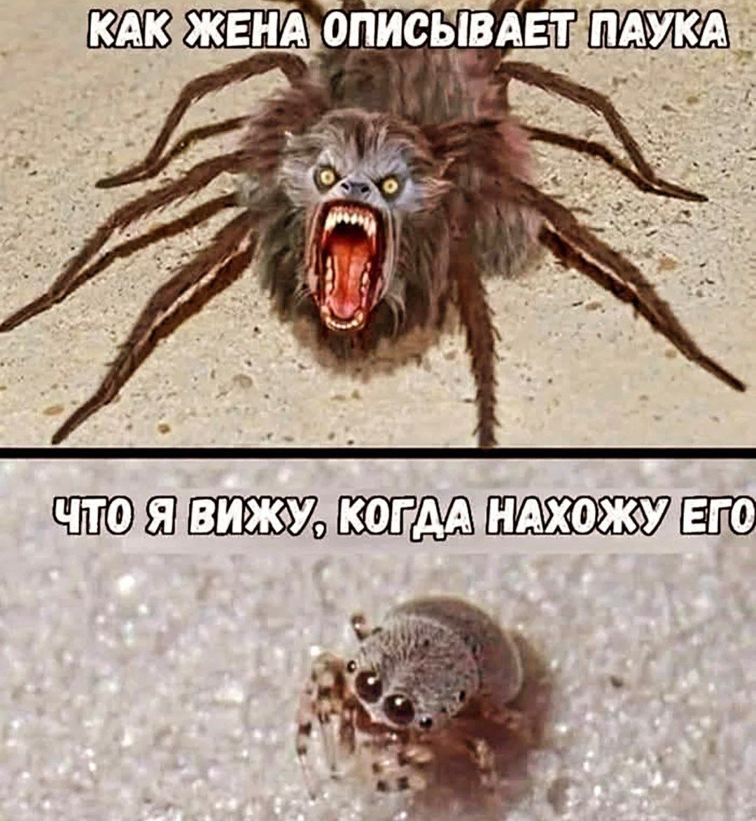 КАК ЖЕНА ОПИСЫВАЕТ ПАУКА
ЧТО Я ВИЖУ, КОГДА НАХОЖУ ЕГО