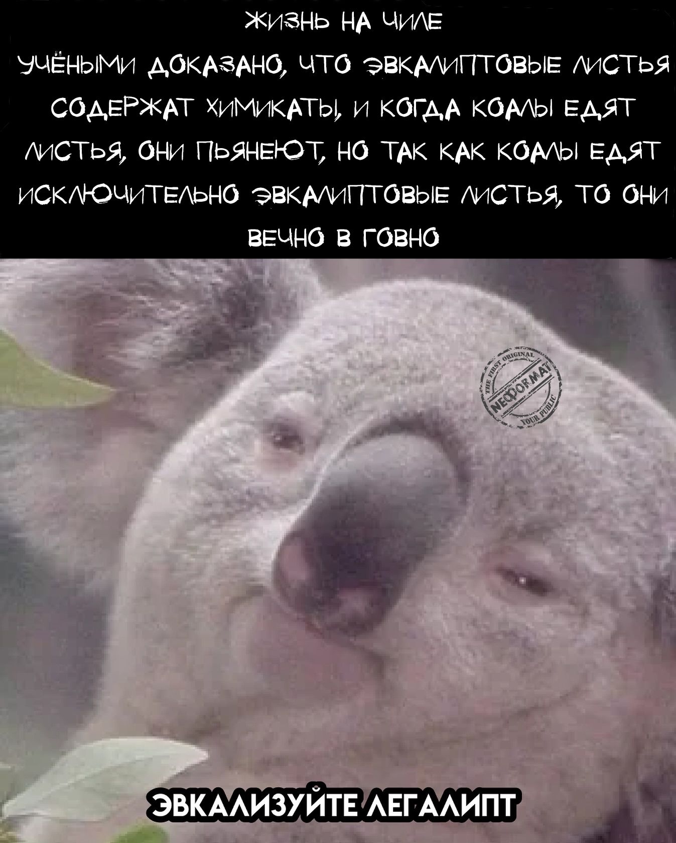 ЖИЗНЬ НА ЧИЛЕ УЧЕНЫМИ ДОКАЗАНО, ЧТО ЭВКАЛИПТОВЫЕ ЛИСТЬЯ СОДЕРЖАТ ХИМИКАТЫ, И КОГДА КОАЛЫ ЕДЯТ ЛИСТЬЯ, ОНИ ПЬЯНЕЮТ, НО ТАК КАК КОАЛЫ ЕДЯТ ИСКЛЮЧИТЕЛЬНО ЭВКАЛИПТОВЫЕ ЛИСТЬЯ, ТО ОНИ ВЕЧНО В ГОВНО ЭВКАЛИЗУЙТЕ ЛЕГАЛИПТ