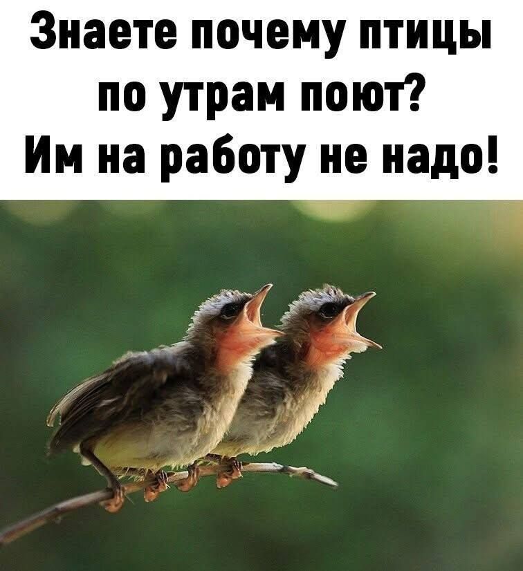 Знаете почему птицы по утрам поют? Им на работу не надо!