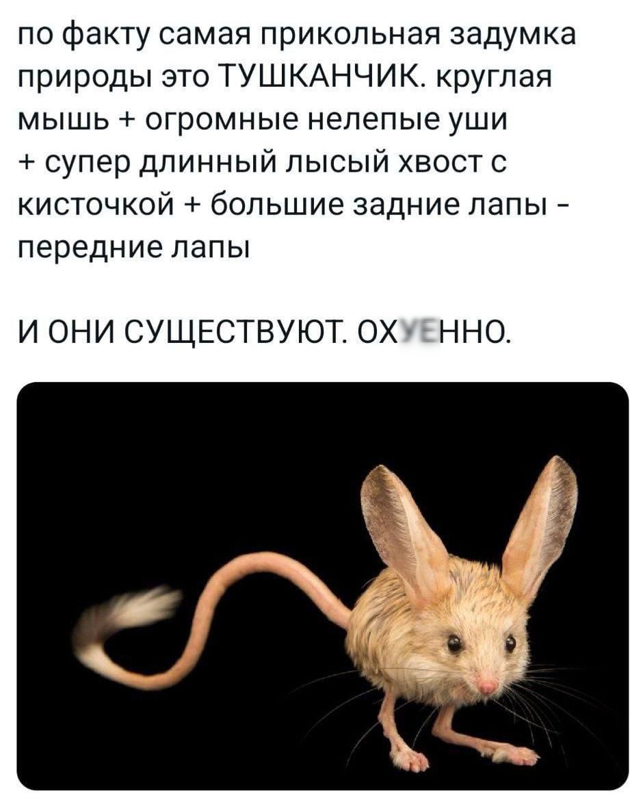 по факту самая прикольная задумка природы это ТУШКАНЧИК. круглая мышь + огромные неуклюжие уши + супер длинный лысый хвост с кисточкой + большие задние лапы - передние лапы И ОНИ СУЩЕСТВУЮТ. ОХУЕННО.