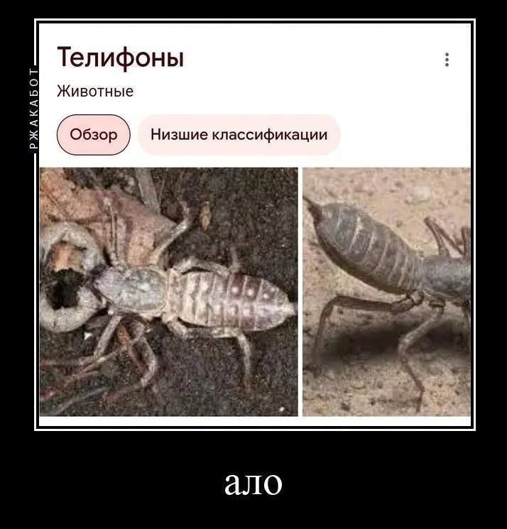 Телефоны
Животные
Обзор
Низшие классификации
ало