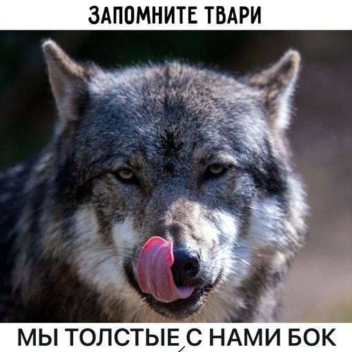 ЗАПОМНИТЕ ТВАРИ
МЫ ТОЛСТЫЕ, С НАМИ БОК