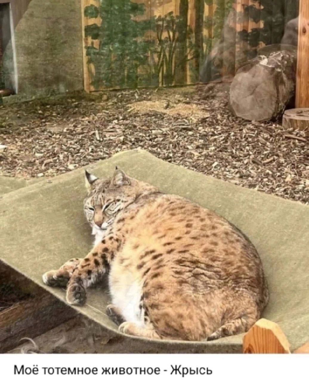 Моё тотемное животное - Жырись