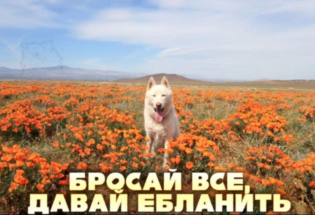 БРОСАЙ ВСЕ, ДАВАЙ ЕБЛАНИТЬ