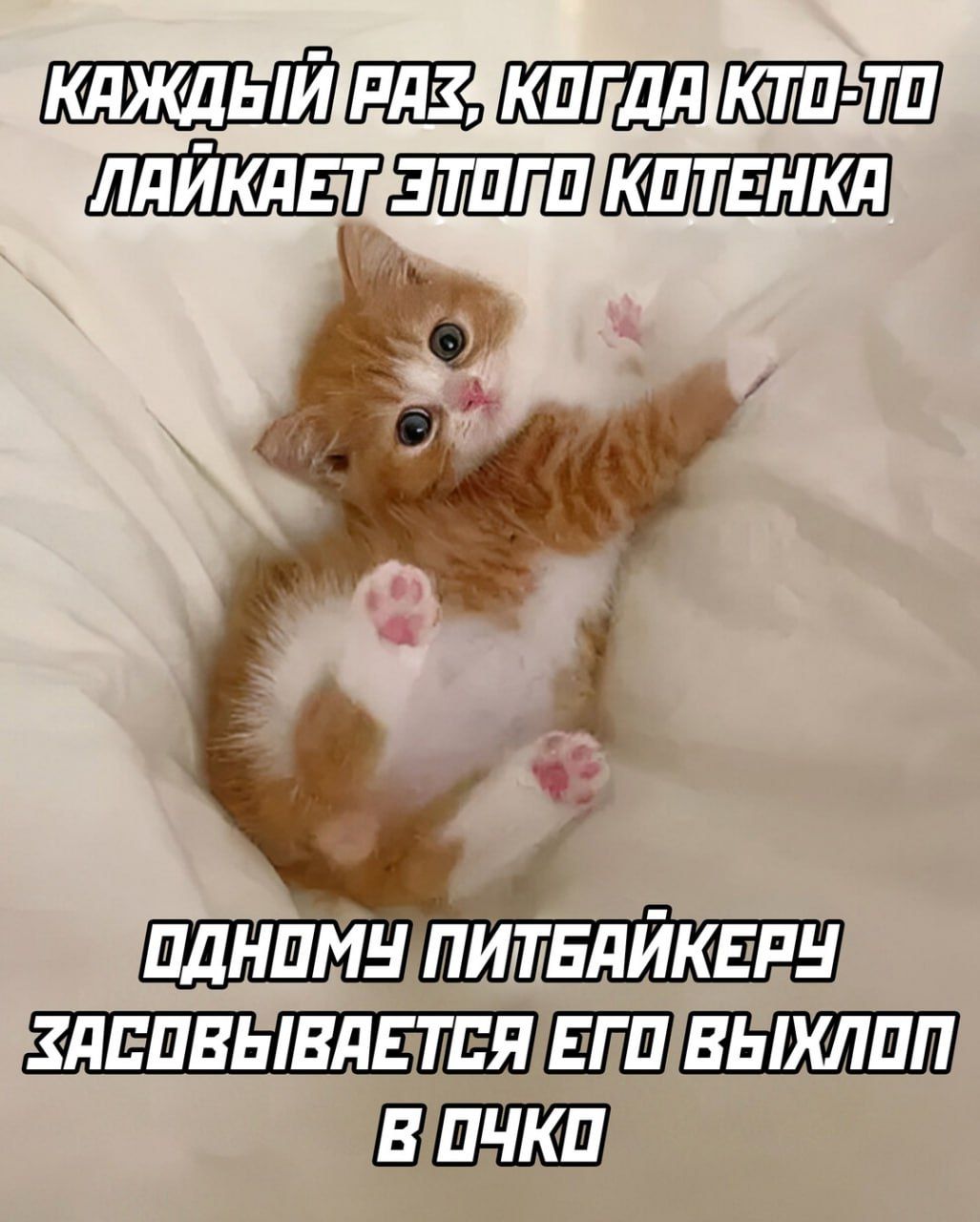 КРАЖДЫЙ РАЗ, КОГДА КТО-ТО ЛАЙКАЕТ ЭТОГО КОТЕНКА ОДНОМУ ПИТБАЙКЕРУ ЗАСОВЫВАЕТСЯ ЕГО ВЫХЛОП В ОКО