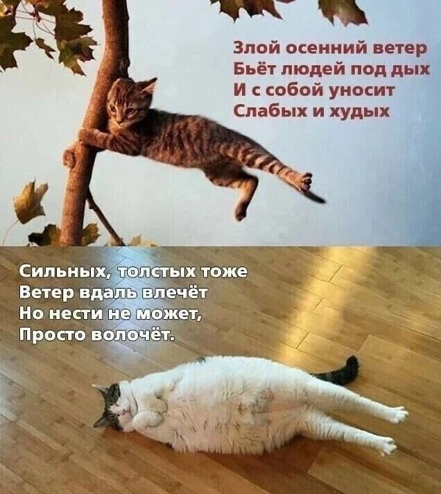 Злой осенний ветер
Бьёт людей под дых
И с собой уносит
Слабых и худых

Сильных, толстых тоже
Ветер вдаль велечёт
Но нести не может,
Просто волочёт.