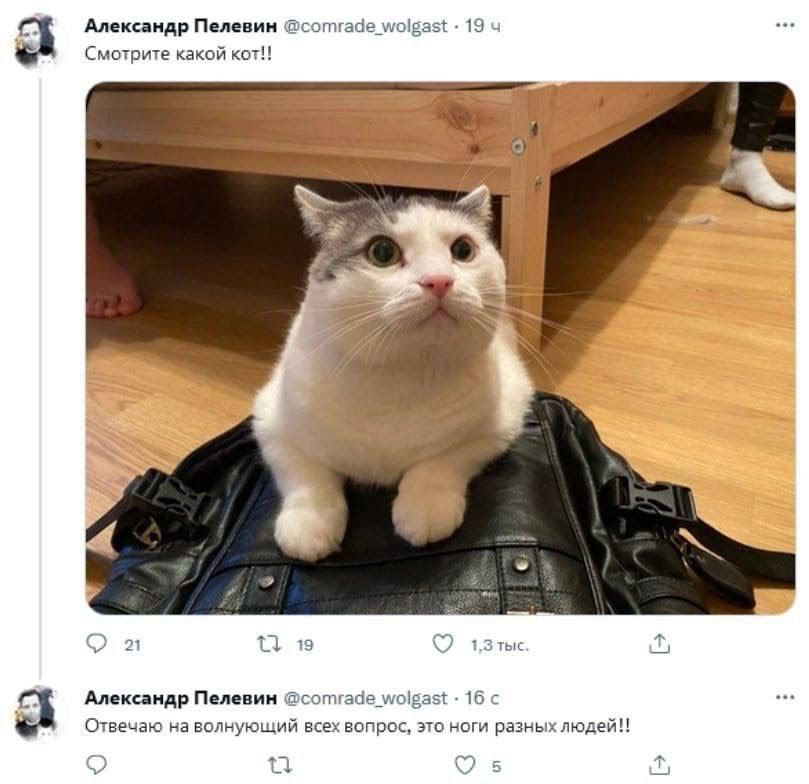 Смотрите какой кот!!
Отвечаю на волнующий всех вопрос, это ноги разных людей!!