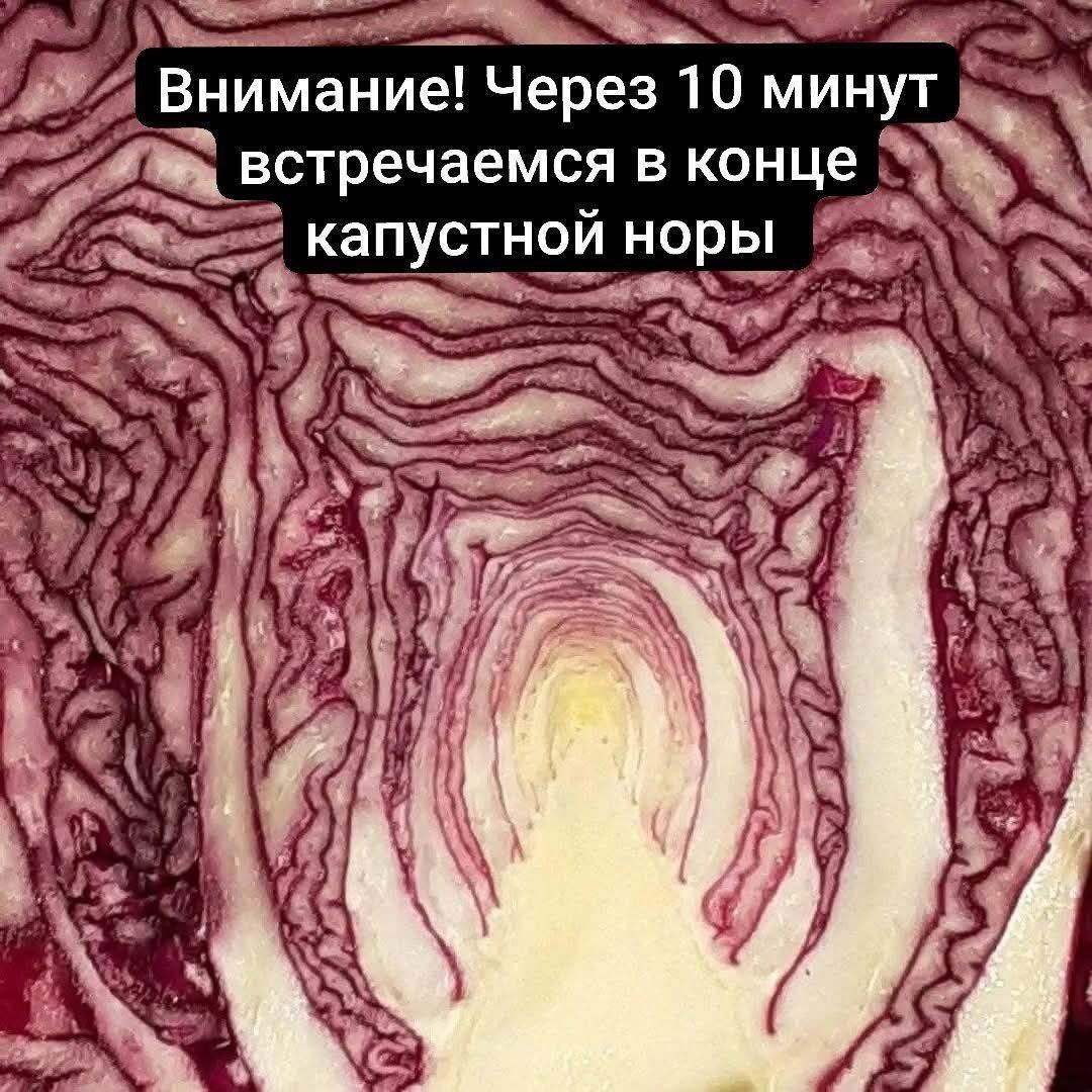 Внимание! Через 10 минут встречаемся в конце капустной норы