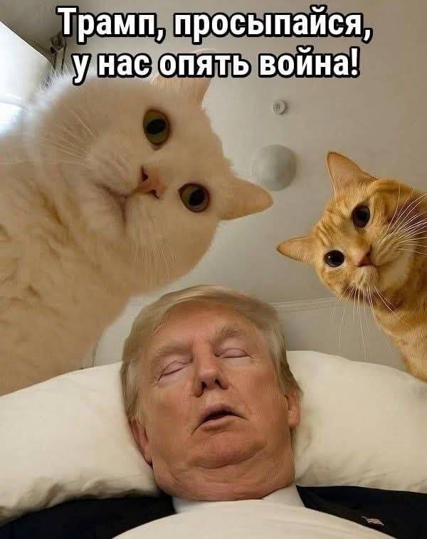Трамп, просыпайся, у нас опять война!