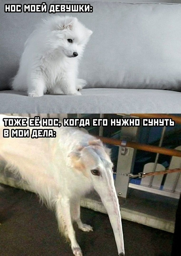 НОС МОЕЙ ДЕВУШКИ:
ТОЖЕ ЕЁ НОС, КОГДА ЕГО НУЖНО СУНУТЬ В МОИ ДЕЛА: