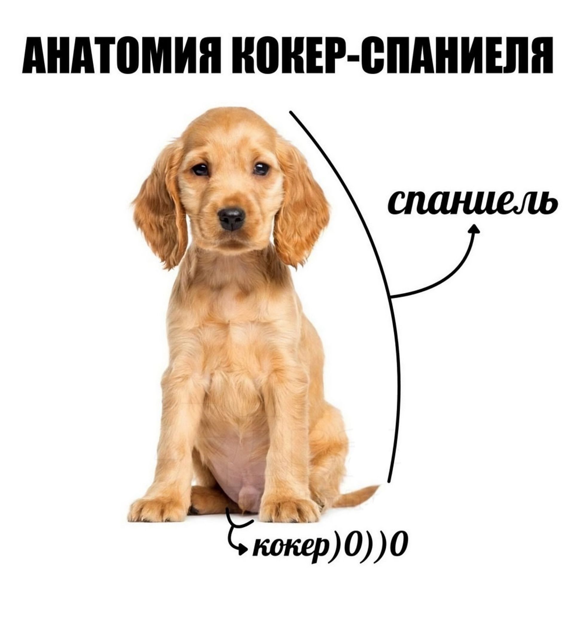 АНАТОМИЯ КОКЕР-СПАНЕЛЯ
спанель
кокер)0))0