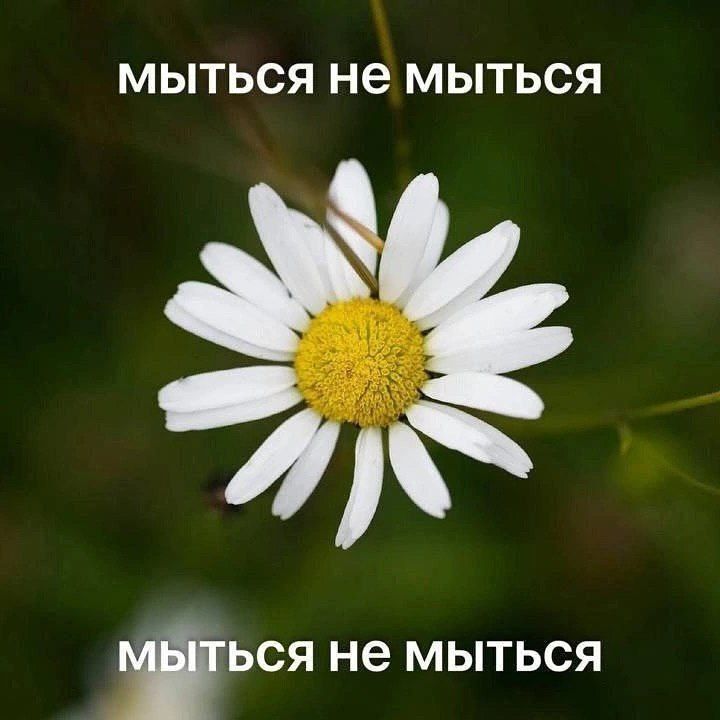 мыться не мыться
мыться не мыться