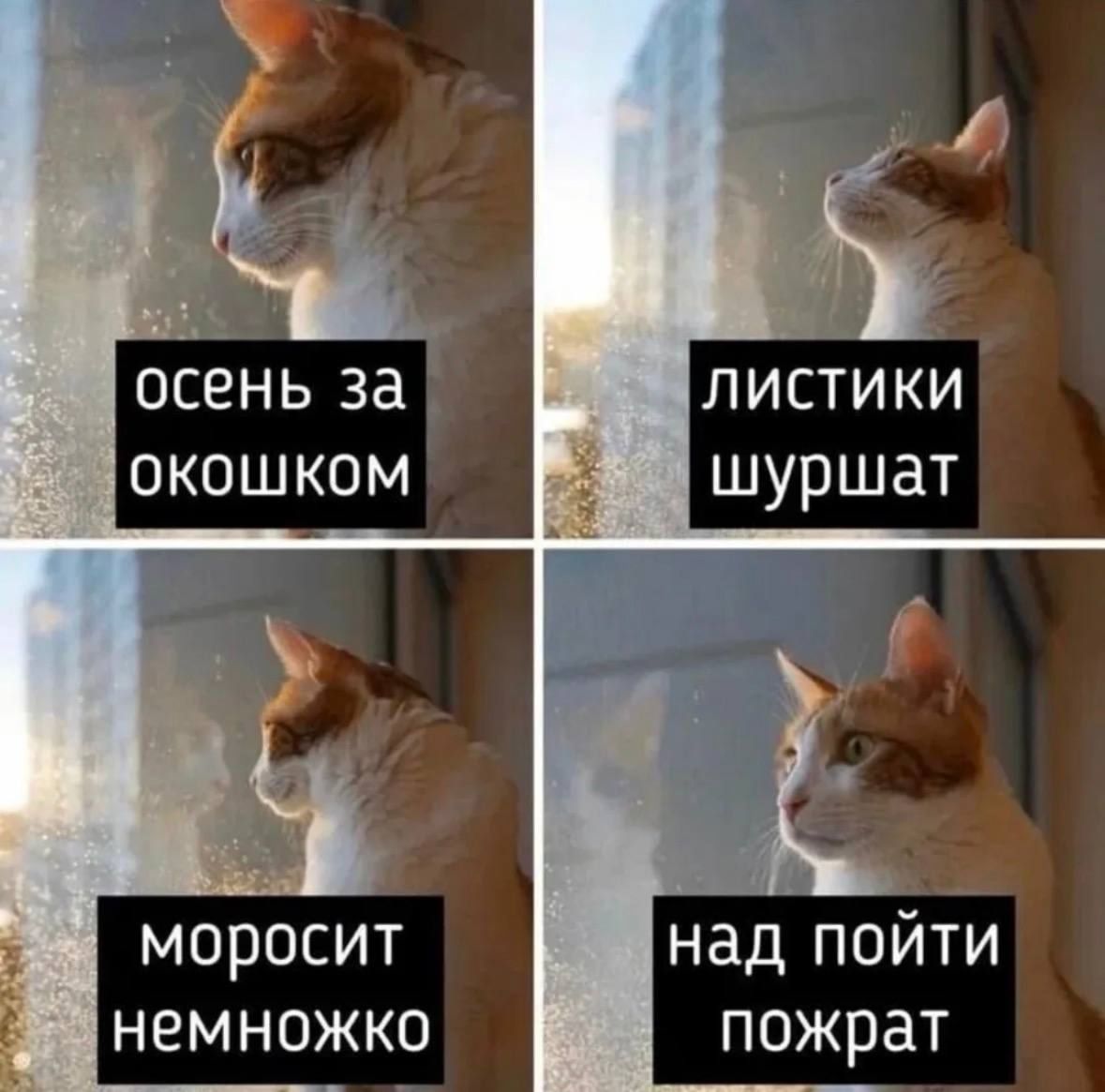 осень за окошком
листики шуршат
моросит немножко
над пойти пожрать