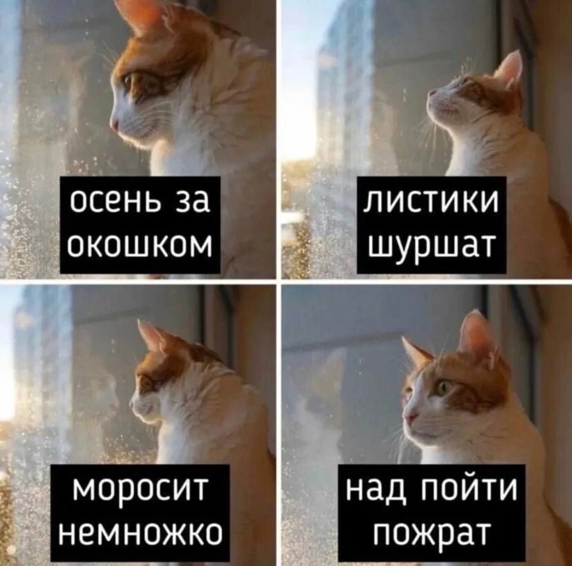 осень за окошком
листики шуршат
моросит немножко
над пойти пожрать