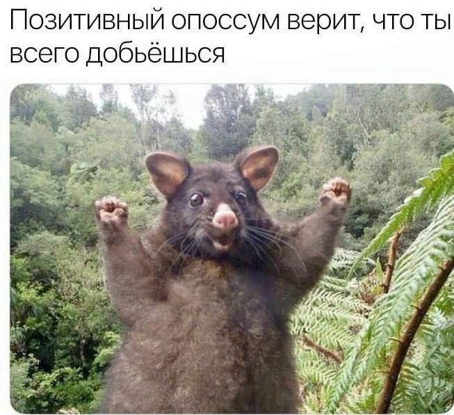 Позитивный опосум верит, что ты всего добьёшься