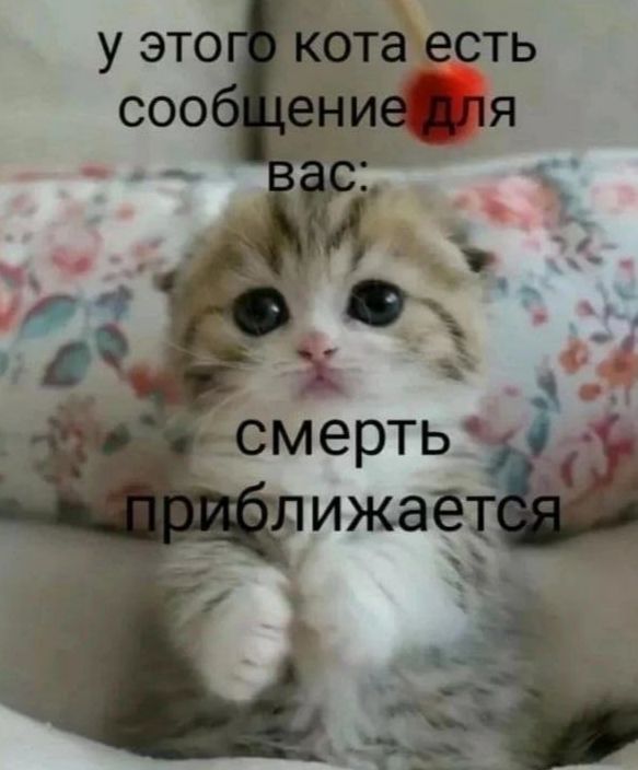 у этого кота есть сообщение для вас: смерть приближается