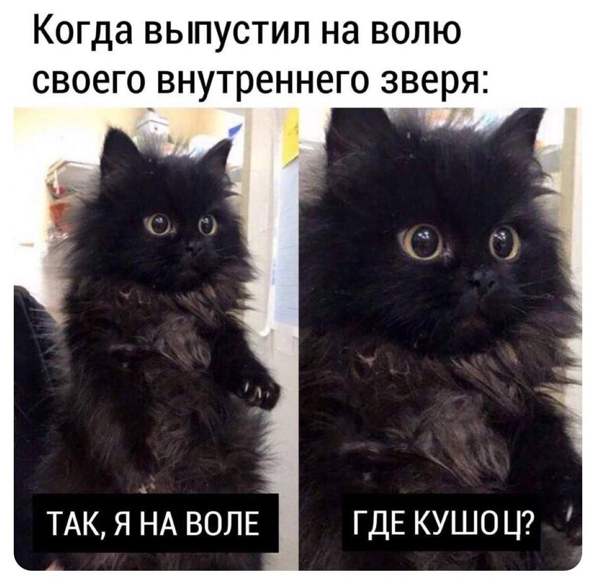 Когда выпустил на волю своего внутреннего зверя:
ТАК, Я НА ВОЛЕ
ГДЕ КУШОУ?