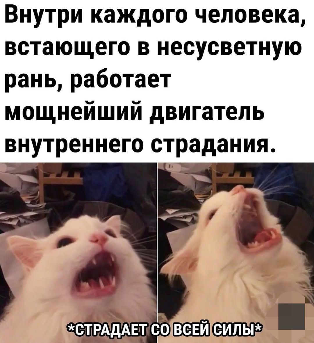Внутри каждого человека, встающего в несусветную рань, работает мощнейший двигатель внутреннего страдания.
*СТРАДАЕТ СО ВСЕЙ СИЛЫ*