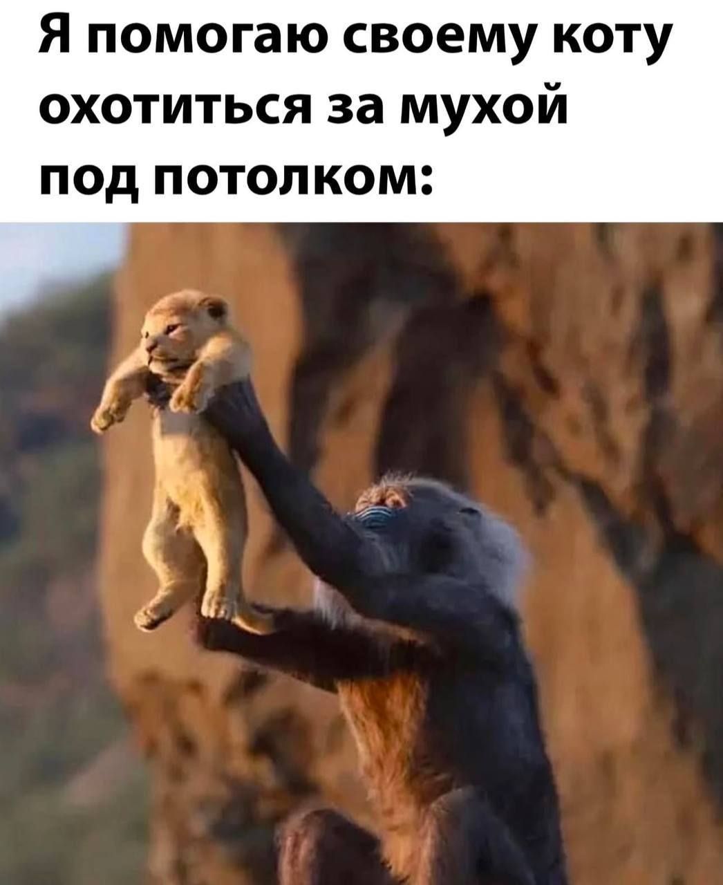 Я помогаю своему коту охотиться за мухой под потолком: