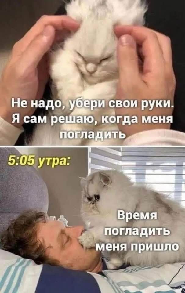 Не надо, убери свои руки. Я сам решаю, когда меня погладить
5:05 утра: Время погладить меня пришло