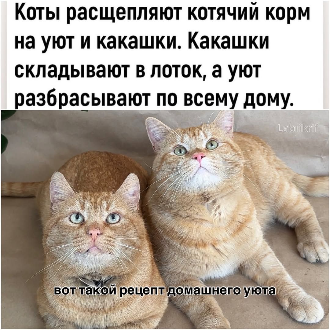 Коты расчесывают котячий корм на уют и какашки. Какашки складывают в лоток, а уют разбрасывают по всему дому. вот такой рецепт домашнего уюта