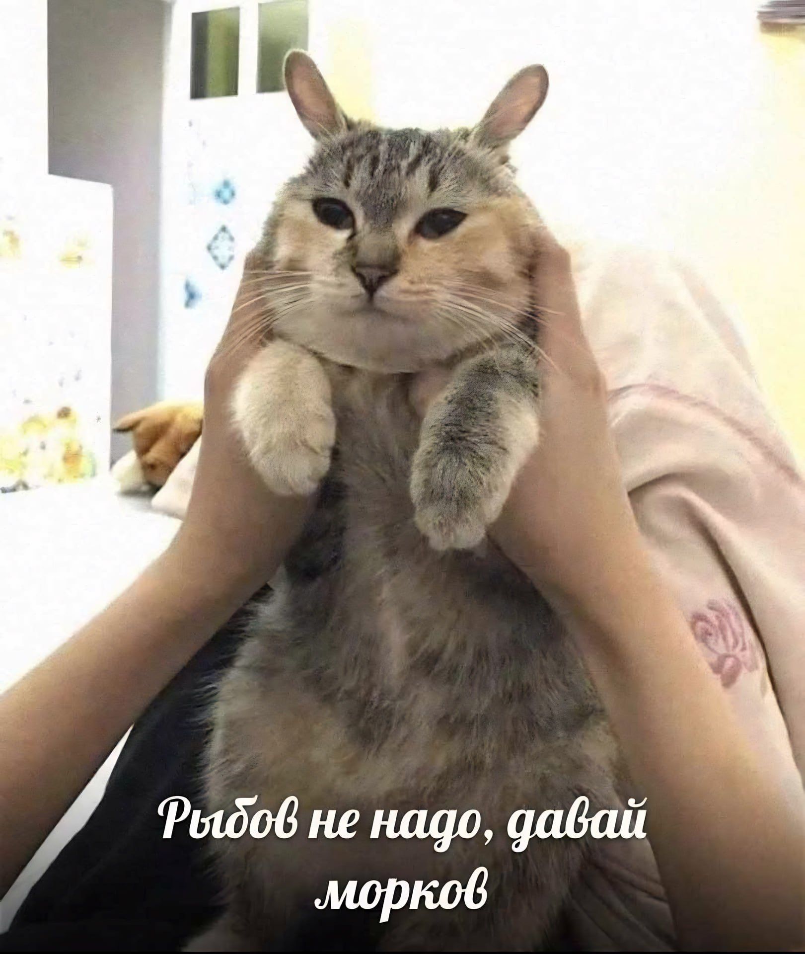 Рыбов не надо, давай морков