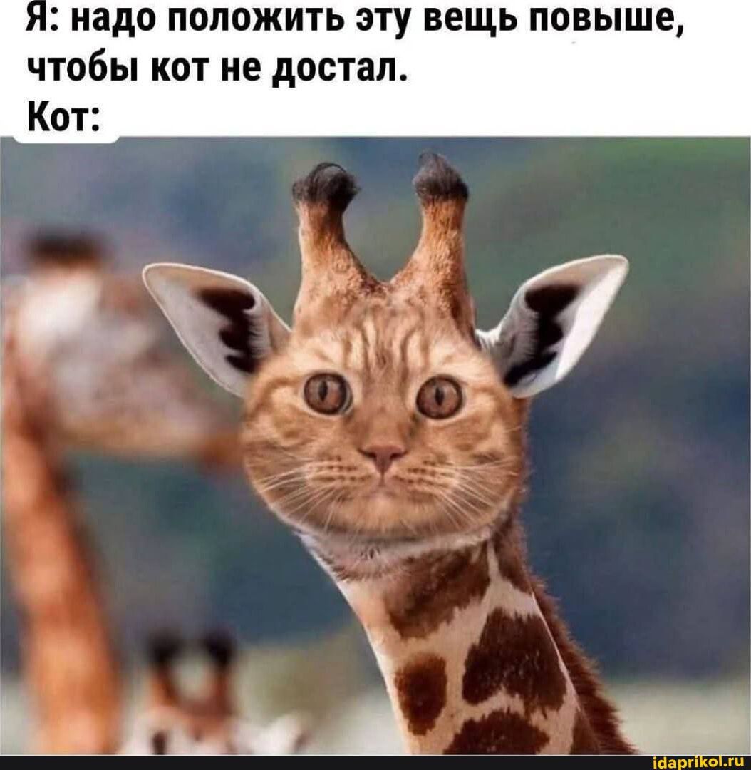 Я: надо положить эту вещь повыше, чтобы кот не достал. Кот: