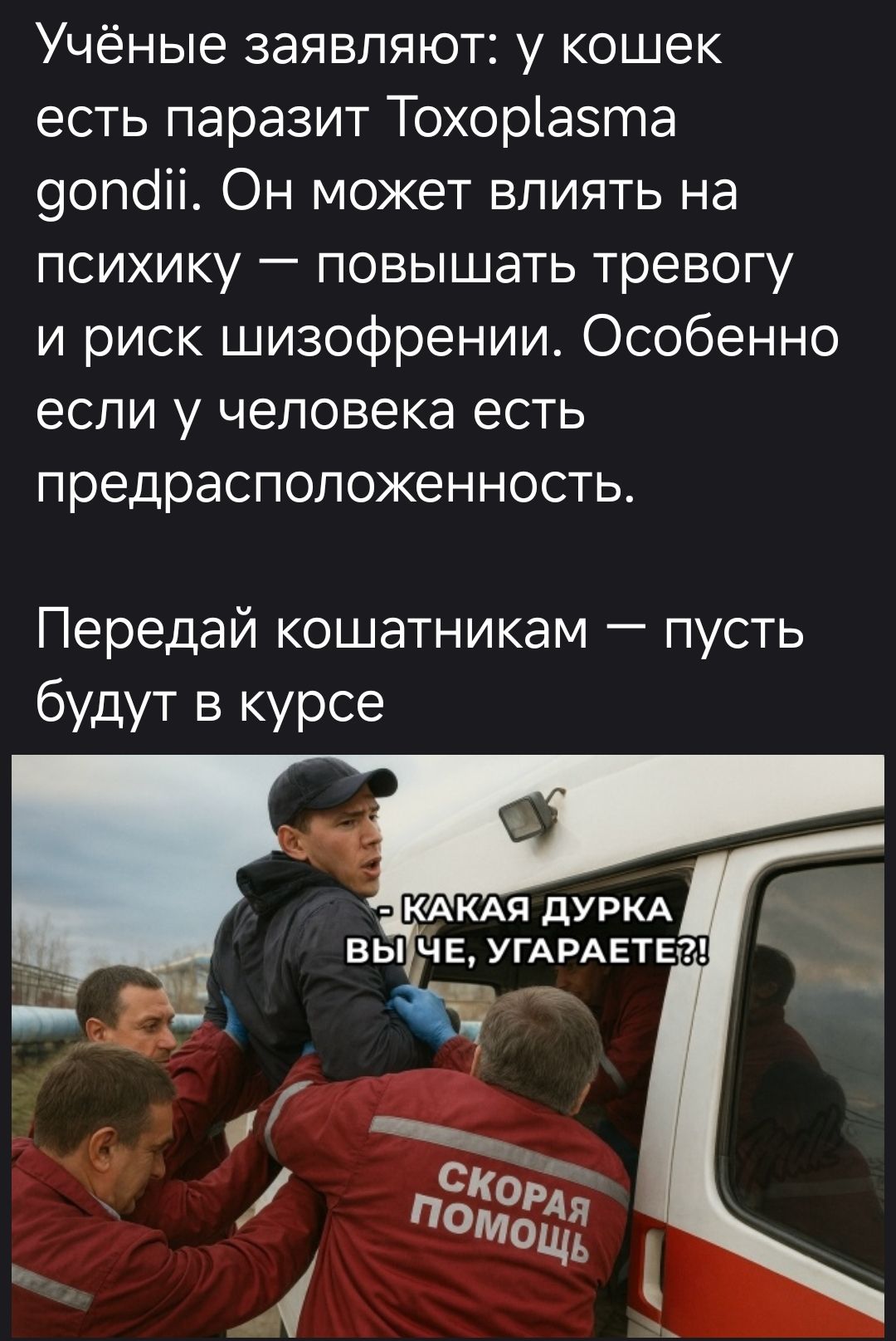 Учёные заявляют: у кошек есть паразит Toxoplasma gondii. Он может влиять на психику — повышать тревогу и риск шизофрении. Особенно если у человека есть предрасположенность. Передай кошатникам — пусть будут в курсе