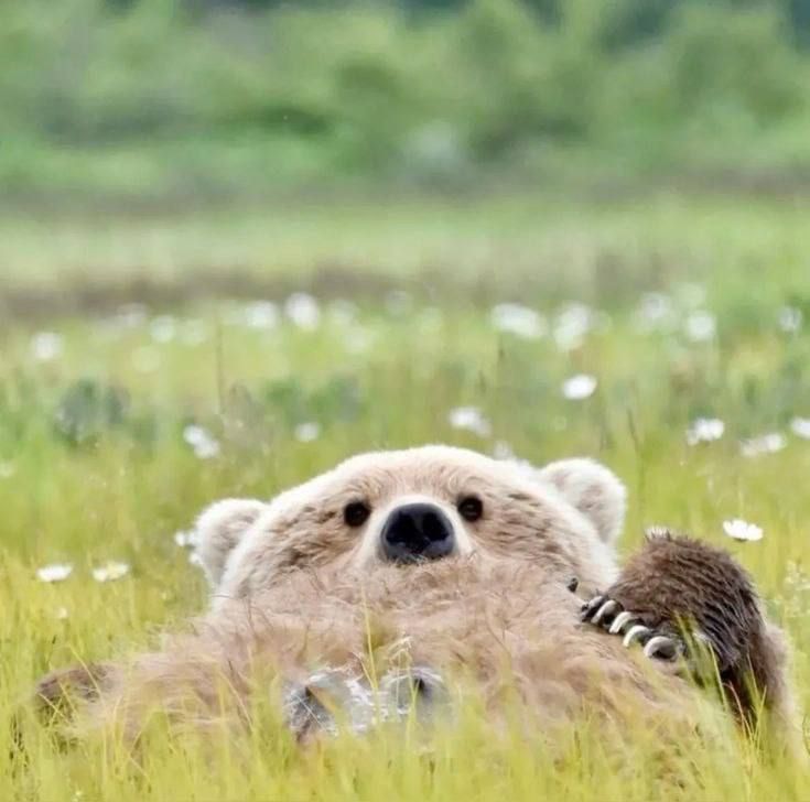 Медвежонок прячется в траве в поле
