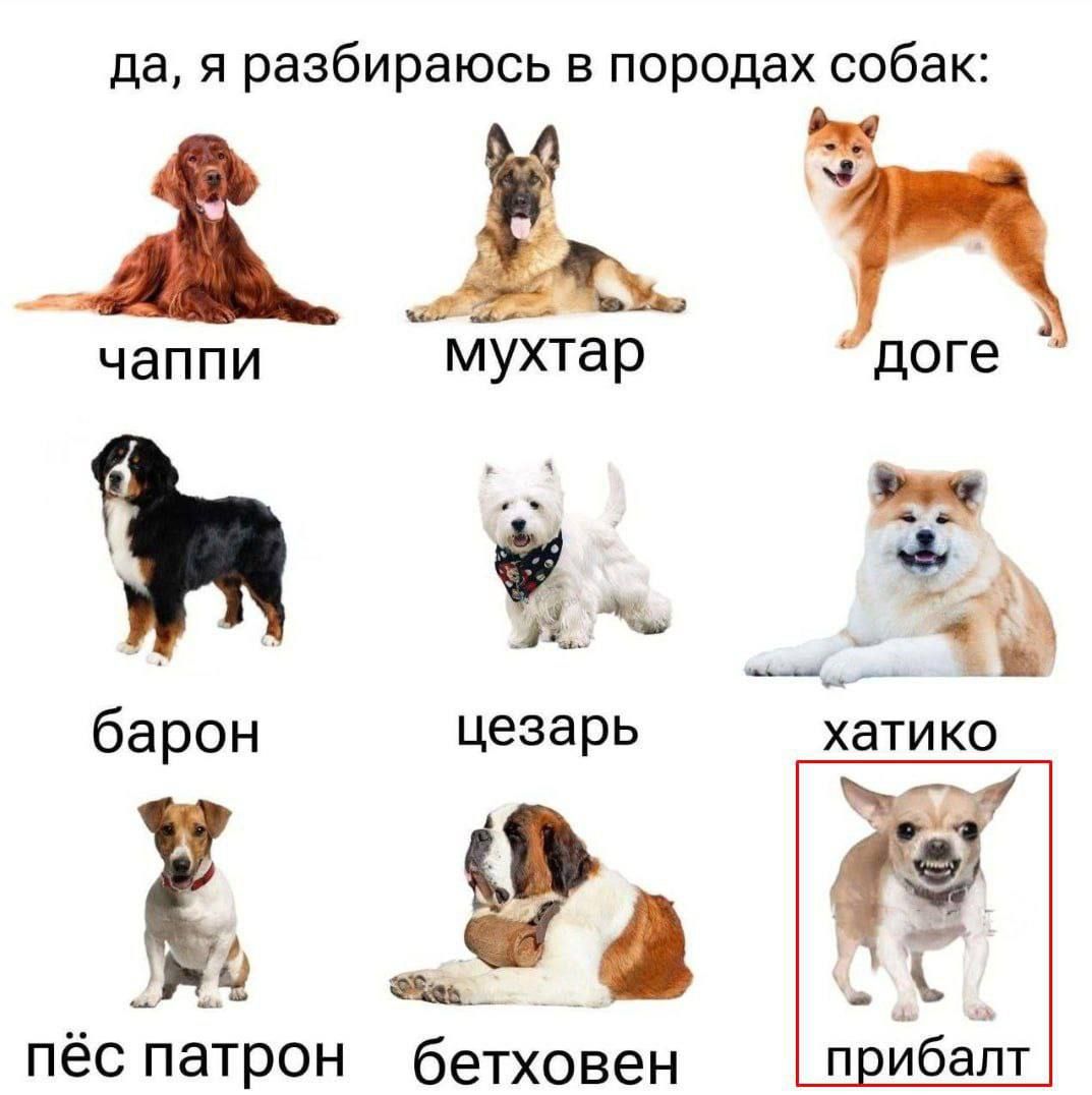 да, я разбираюсь в породах собак:\nчаппи   мухтар   доге\nбарон   цезарь   хатико\nпёс патрон   бетховен   прибалт